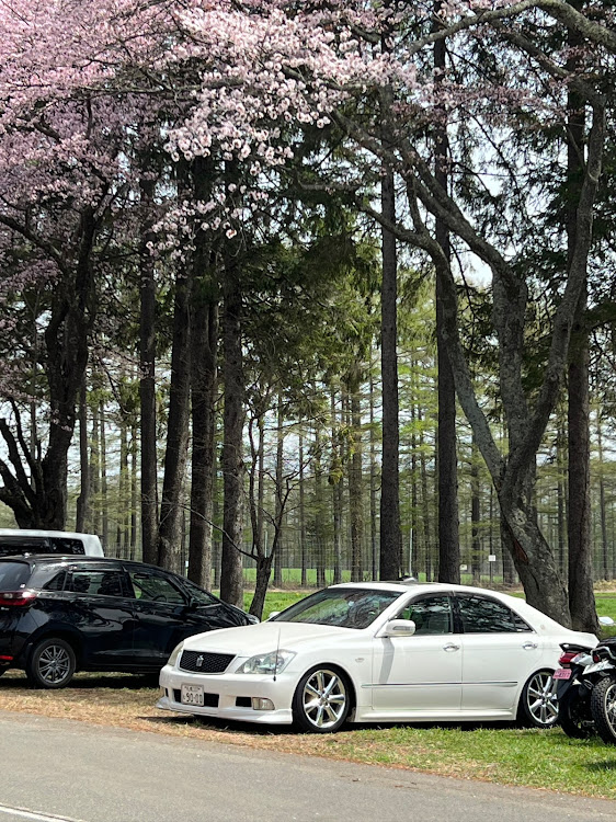 クラウンアスリートのお花見・仮ナン・温泉・桜・純正ホイール流用に関するカスタム事例の投稿画像3枚目