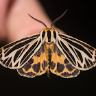 Little Virgin Tiger Moth