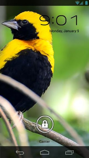 免費下載個人化APP|Parrot Tropical Live Wallpaper app開箱文|APP開箱王
