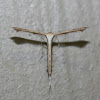 Plume Moth