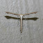 Plume Moth