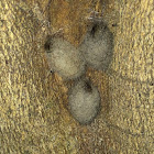 Tussock Moth Cocoons