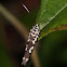 Tropical Ermine Moth
