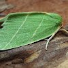 Scarce Silver-lines