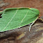 Scarce Silver-lines