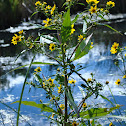 Nodding Bur-Marigold