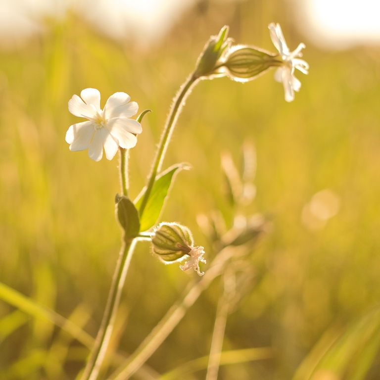 Luce di primavera di SerenaGhelfi