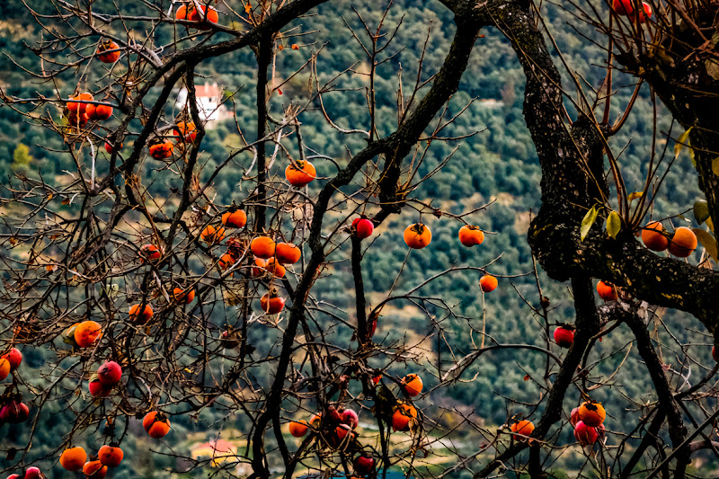 Albero di cachi di Ro51