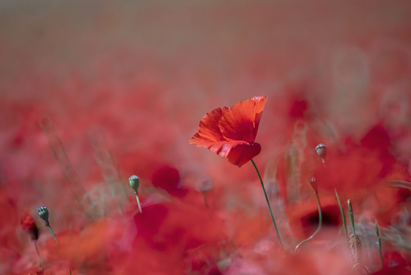 …sfumature di rosso… di stefanogaleotti