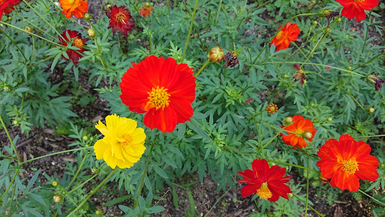 ランサーエボリューションのコスモス・花フェスタ記念公園に関するカスタム事例の投稿画像3枚目