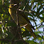 Indian Golden Oriole (Female)