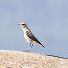 Wheatear; Collalba Gris