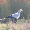 Secretarybird