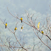 Black-crested bulbul