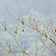 Black-crested bulbul