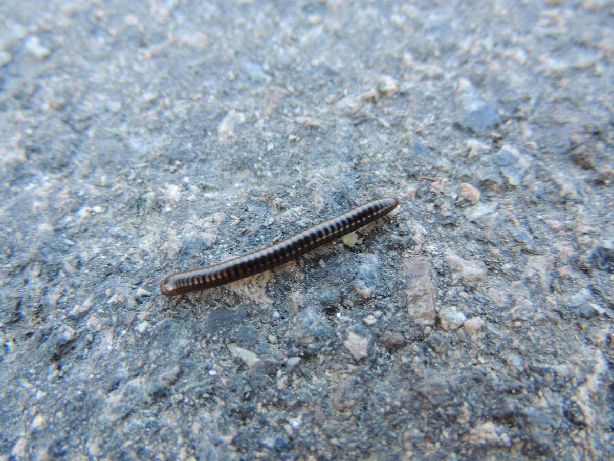 Millipede