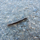 Millipede