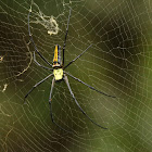 Golden silk orb-weaver