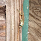 Anole