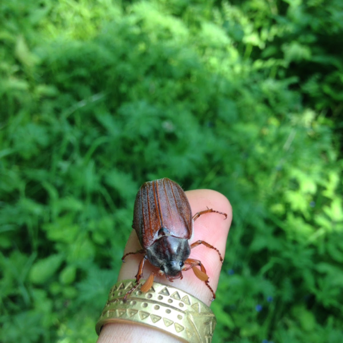 Common European Cockchafer