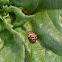 Six-spotted zigzag ladybird