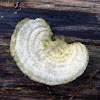 Lumpy Bracket Polypore