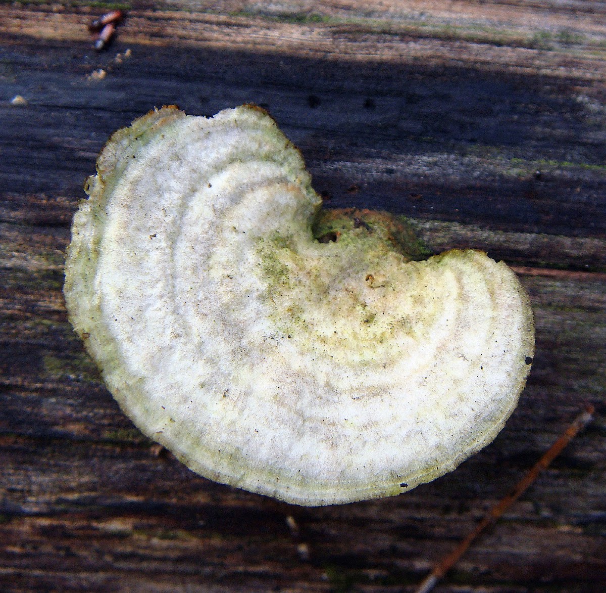 Lumpy Bracket Polypore