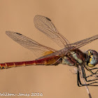 Red-veined Darter