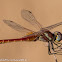 Red-veined Darter