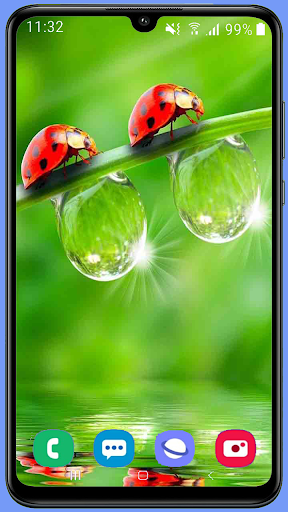 Ladybug Wallpaper Best HD