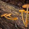 Orange-gilled Bonnet