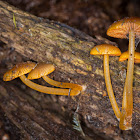 Orange-gilled Bonnet