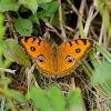 Peacock Pansy