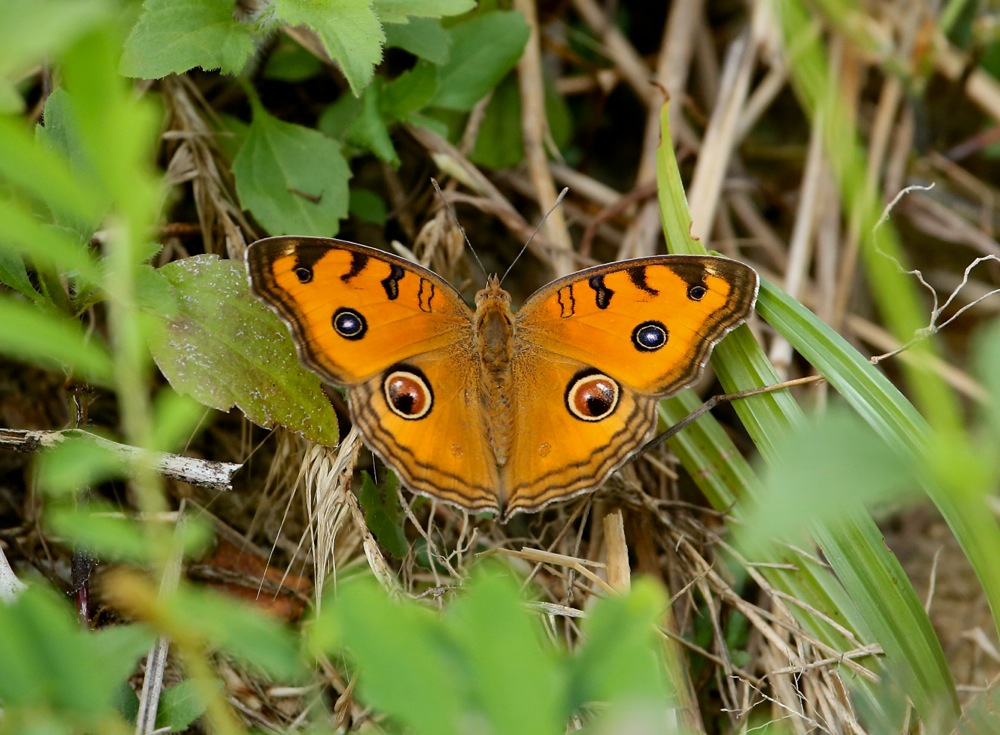 Peacock Pansy