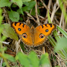 Peacock Pansy