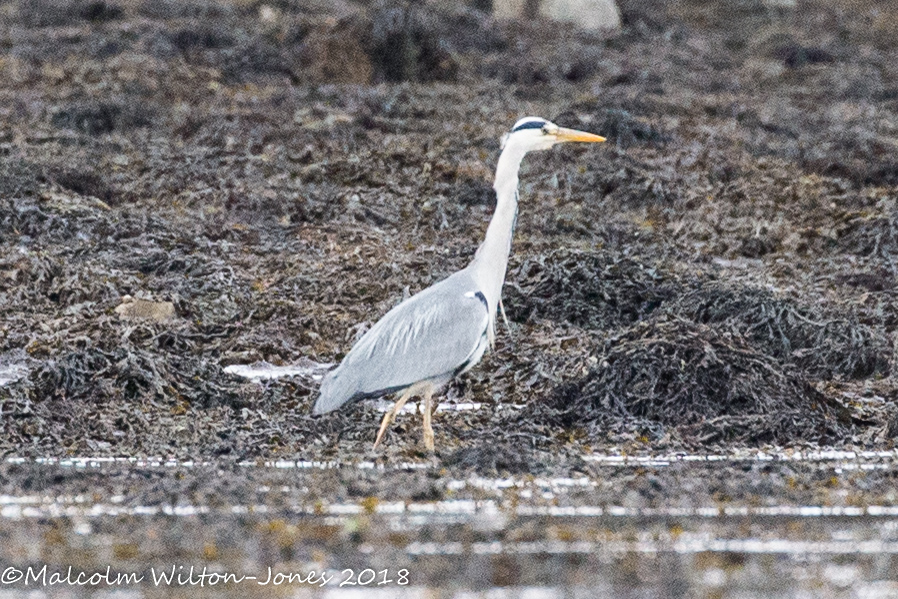 Grey Heron