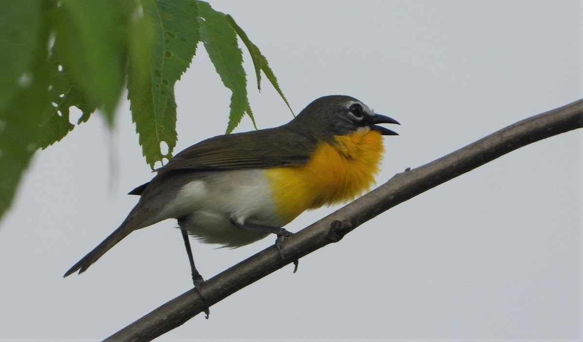 Yellow-breasted chat