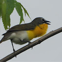 Yellow-breasted chat