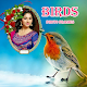 Beautiful Birds photo frames HD Free Download on Windows