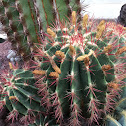 Ferocactus pilosus