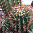 Ferocactus pilosus