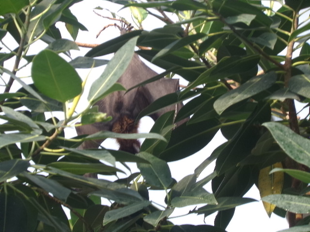 Indian Flying Fox