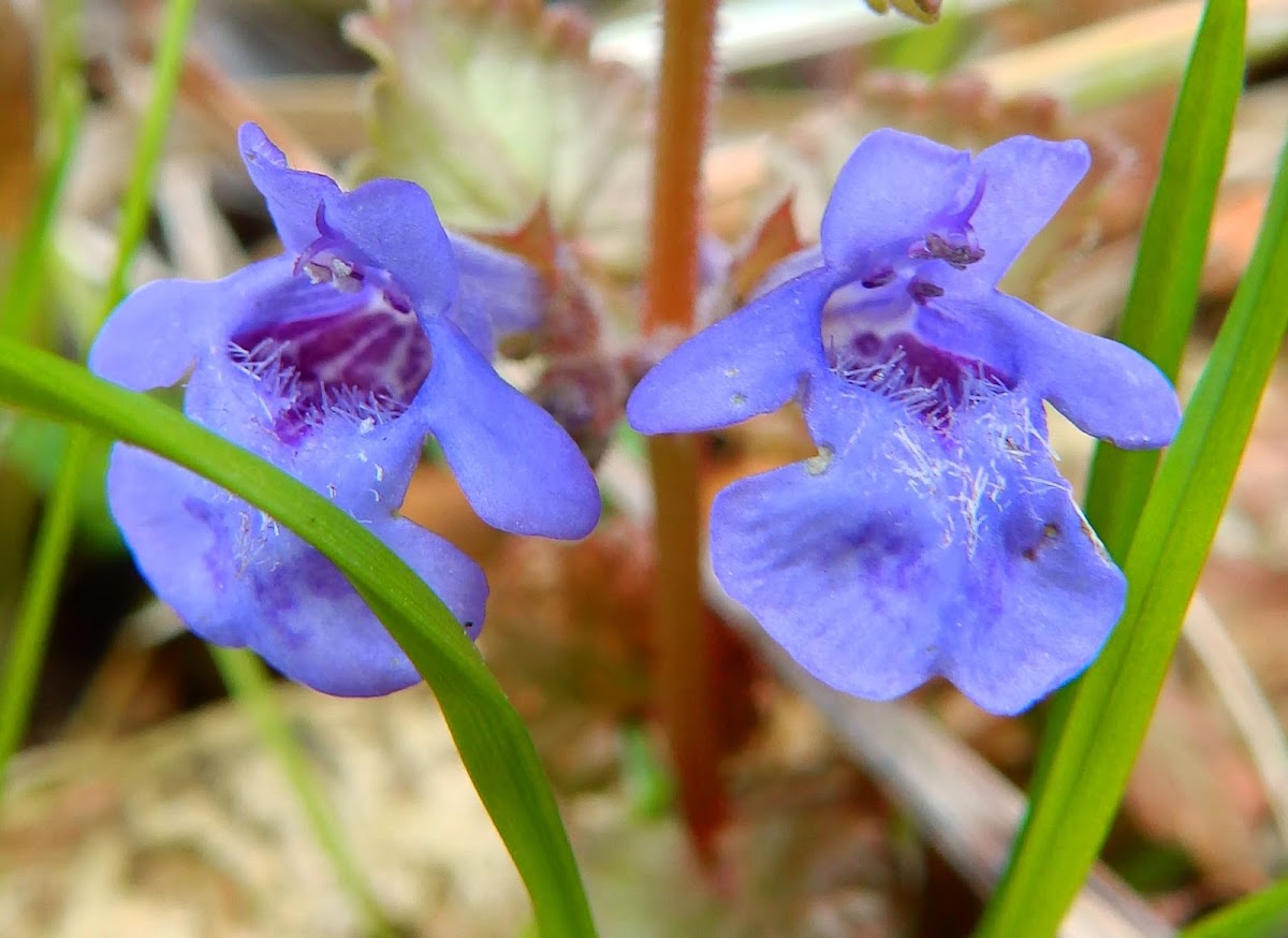 Ground Ivy