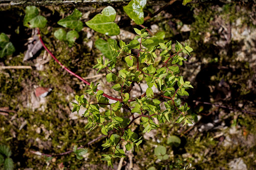 Euphorbia peplus