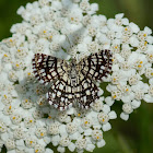 Latticed Heath