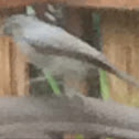 Tufted titmouse