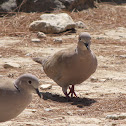 Eurasian Collard Dove