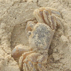 Ghost Crab