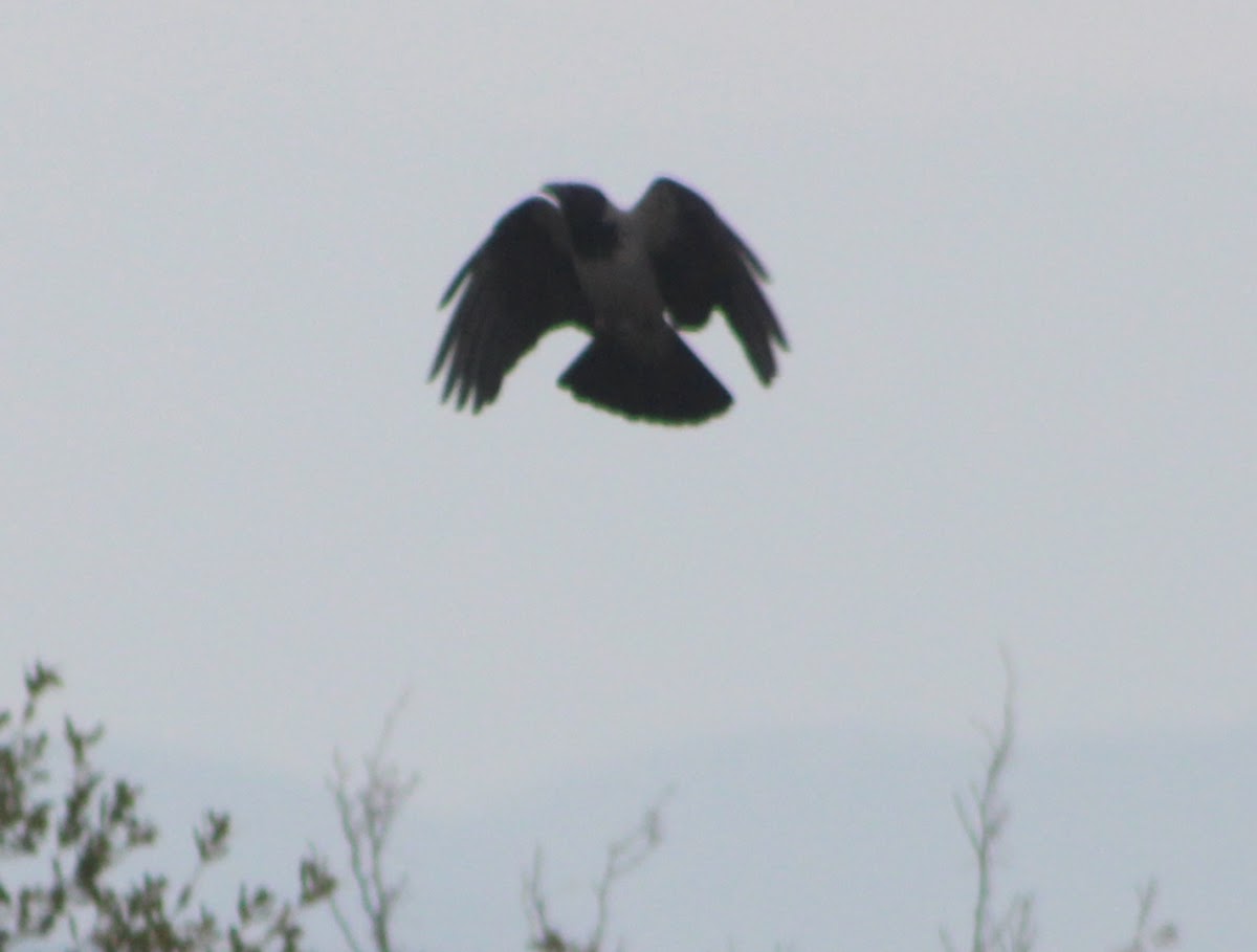 Hooded Crow