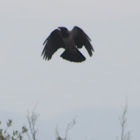 Hooded Crow